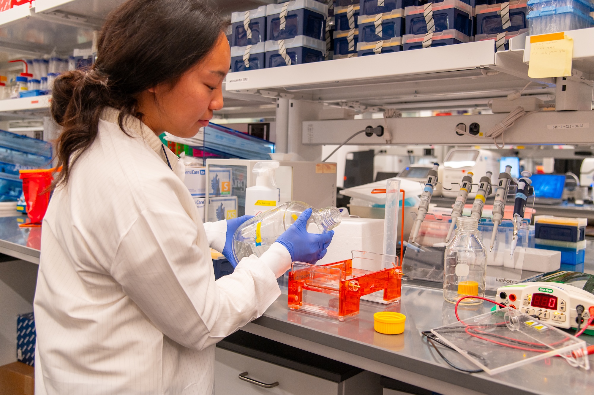 Janet Ruan prepares a gel electrophoresis gel to identify genotypes of pre-clinical models