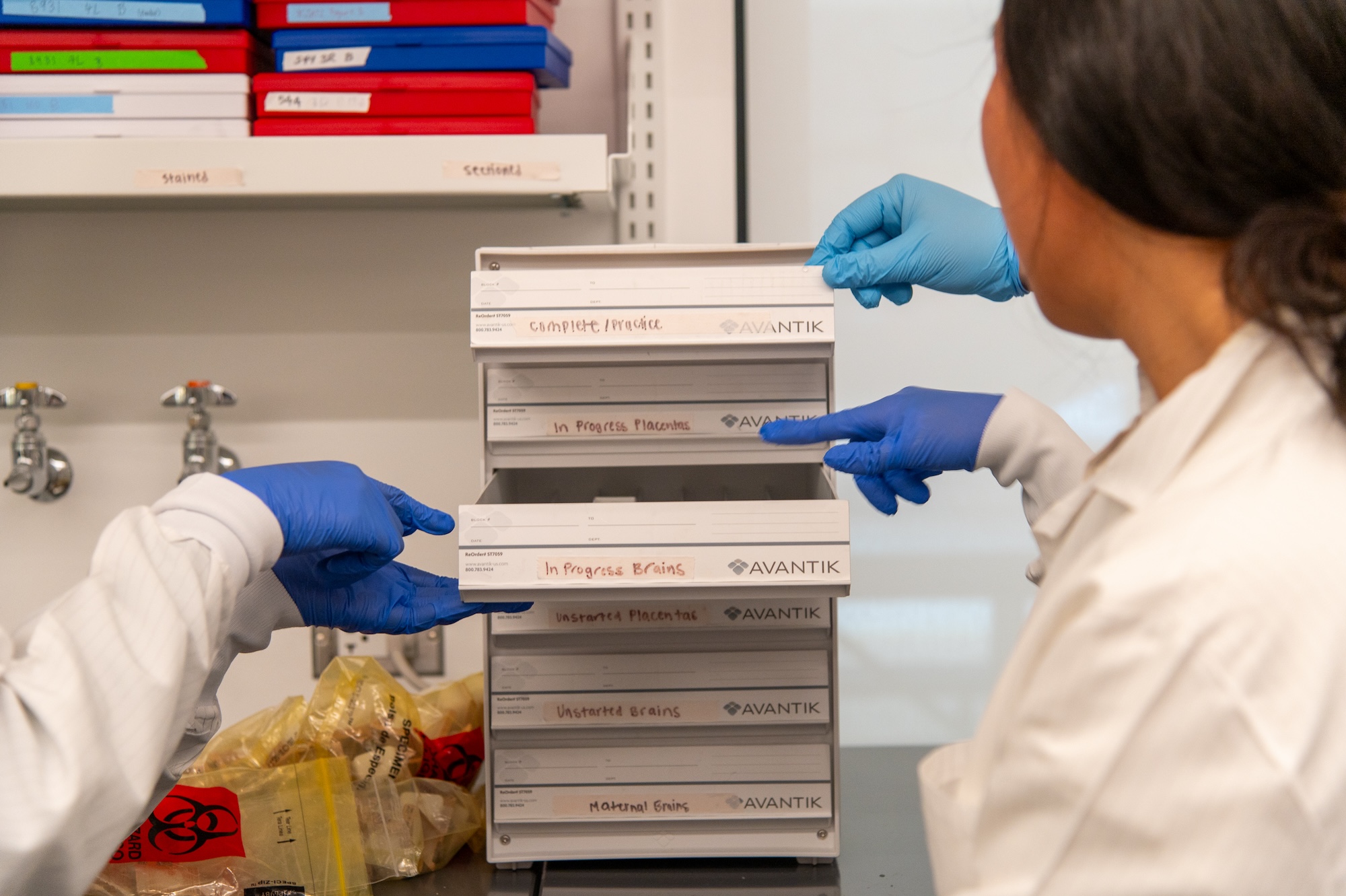 Students use a team-based organization system to manage their tissue histology workflow